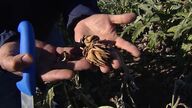 La 'helada negra' arrasa la cosecha de alcachofa