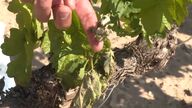 La sequía merma los vinos con denominación de origen