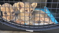 Rescatan a dos cachorros de león de un envío de contrabandistas en el Líbano