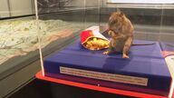  El Museo del Alcantarillado de Bruselas desvela la vida oculta de las ratas y su papel en el entorno urbano