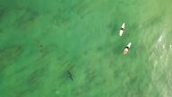 Un estudio revela como los tiburones blancos son apacibles en su juventud