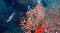 Barcelona, primera ciudad del Mediterráneo en reforestar gorgonias