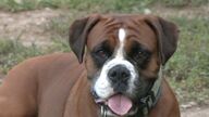 Hoy entra en vigor la ley de bienestar animal