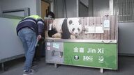 Llegan al Zoo de Madrid una pareja de osos panda procedentes de China