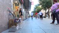 Lo que hay que saber de la ley de bienestar animal que ya está en vigor