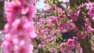 Los campos de Aitona explotan en un espectáculo de color con la llegada de la primavera