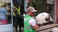 Detenido en Colombia un hombre por traficar con piel de Oso Polar 